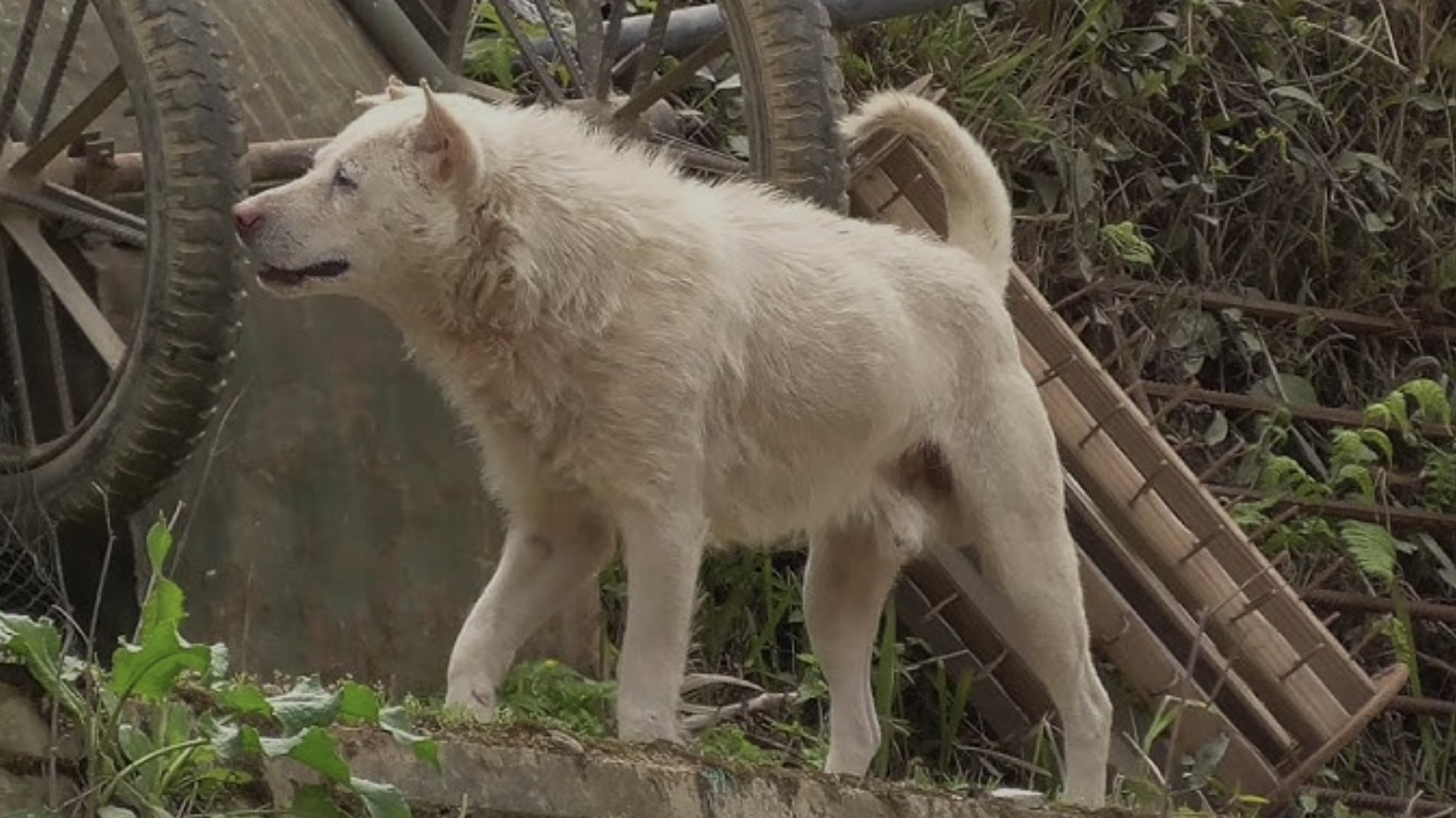 Xiasi Dog - The real King Charles Alpha Dog breed